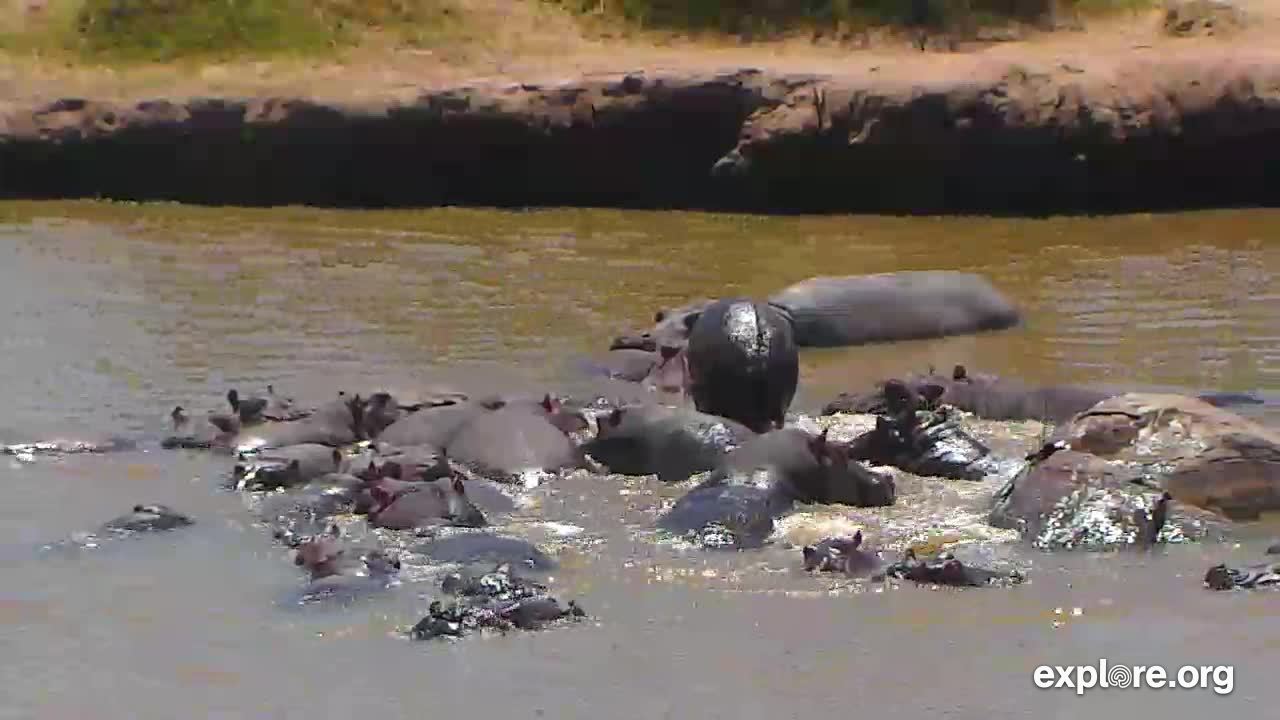 hipopótamos - naturaleza - webcams